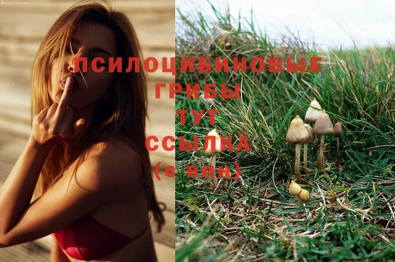 Псилоцибиновые грибы MAGIC MUSHROOMS  купить   Безенчук 